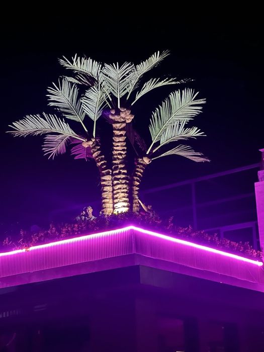 Суний пальма — премиум сифат. Республика бўйича етказиб бериш