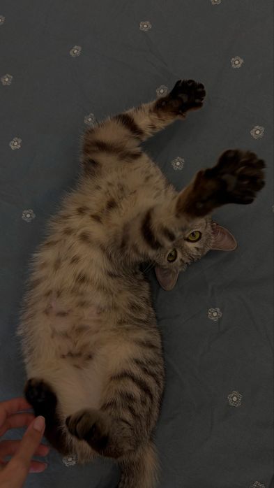 Отдам в добрые руки кошечку