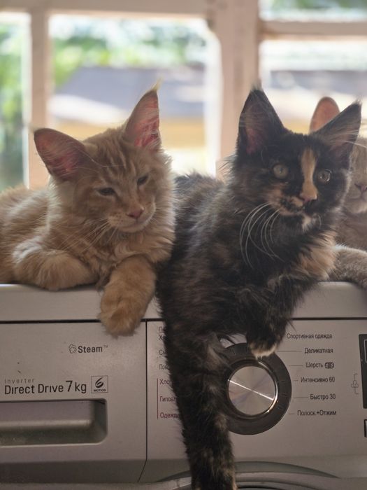 Котята породы Мейнкун