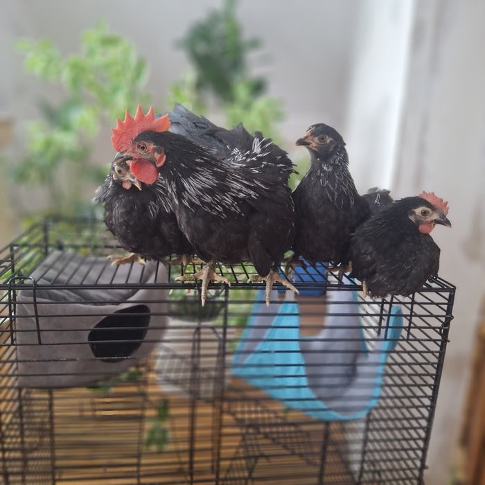 Куры породы шабо