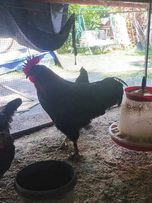 Familie Marans negru arămiu