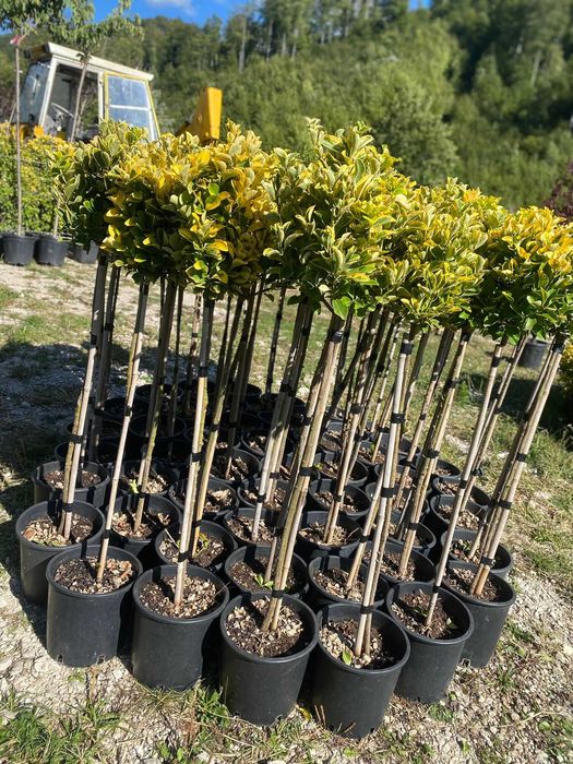Plante Decorative pentru Curte si Terasa