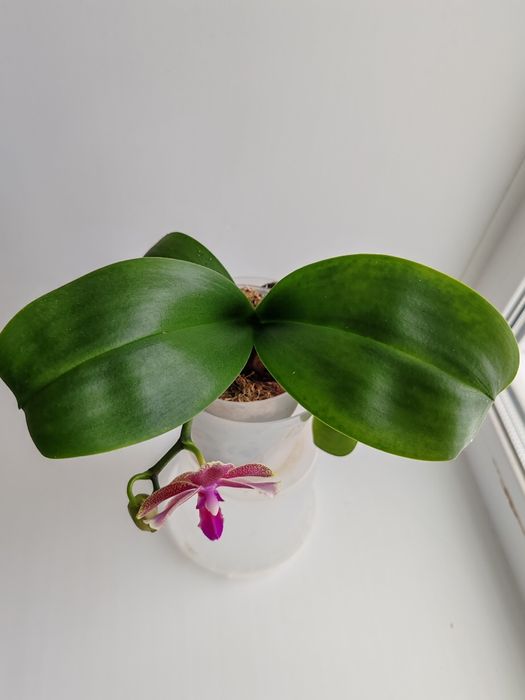 Орхидея фаленопсис