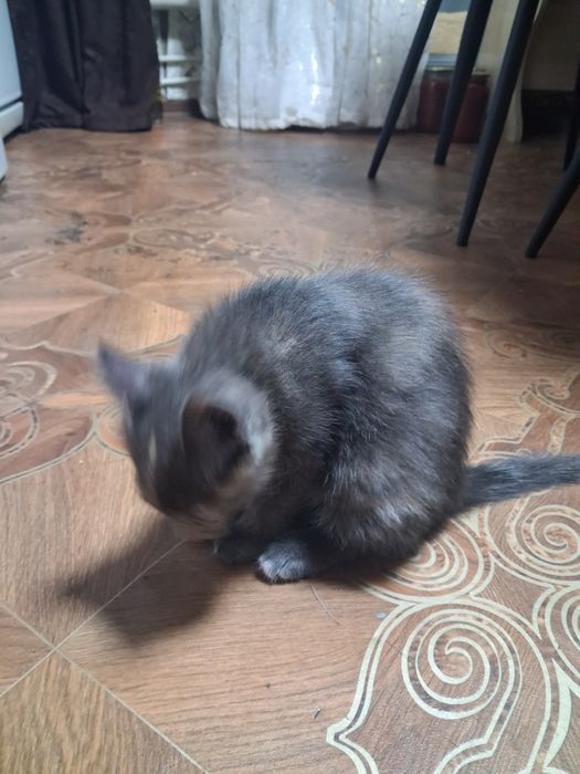 Отдам котенка домашнего