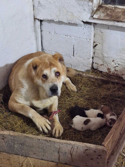Крупные Щенки САО Алабай