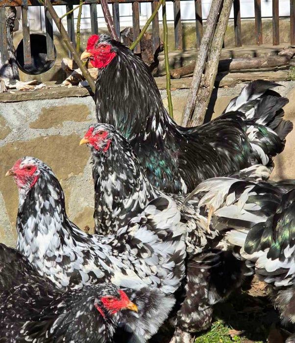 Продавам разплодни яйца от Мозаечна брама [Mottled Brahma]