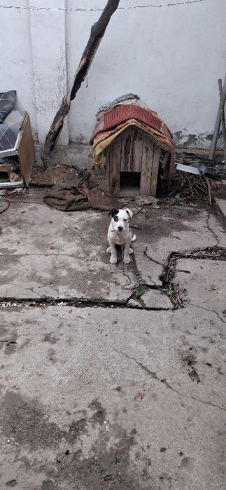 Sotiladi , Продажа