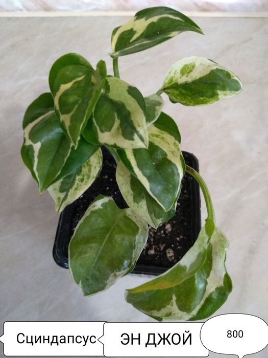 Продам Эпипремнум, Сциндапсус