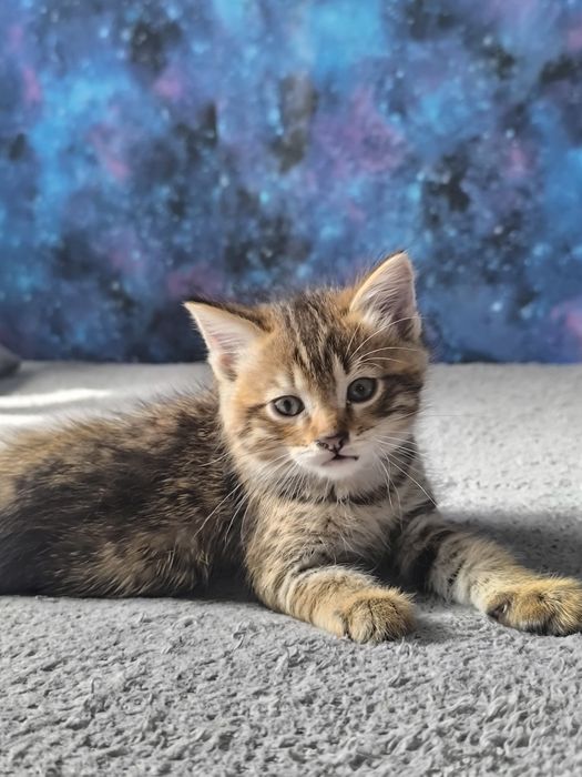 Отдам котенка мальчика