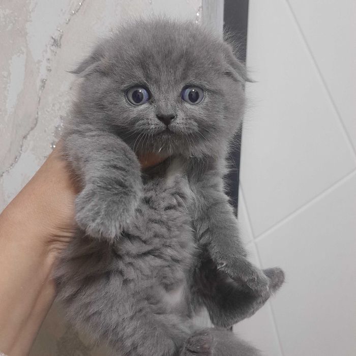 Skotish fold mushukchalar