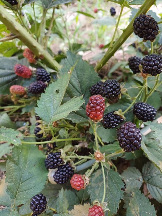 Ежевика Доил двух летка