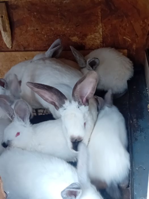 Vând pui uriași de transilvania