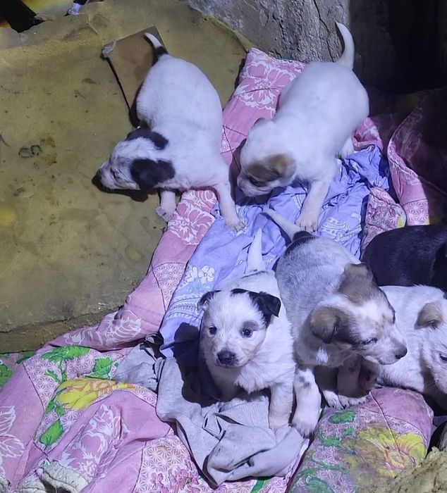 Мальчики и девочки медвежата дворянины