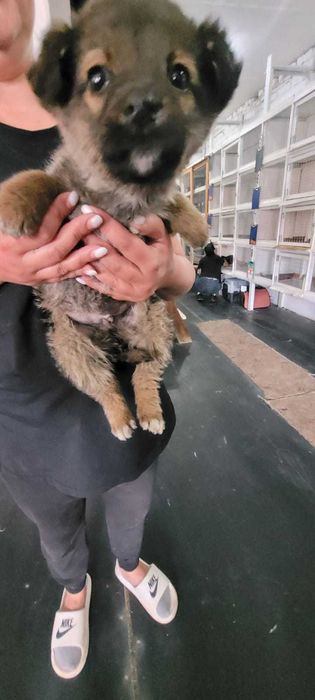 Щенки в добрые руки