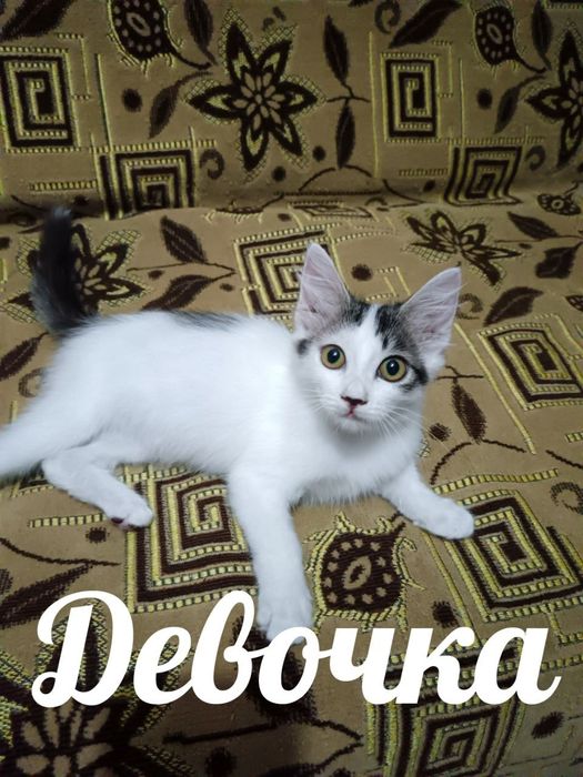 Отдам котёнка девочка