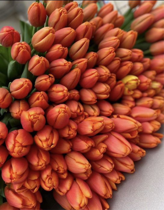 Белорусский тюльпан оптом со склада