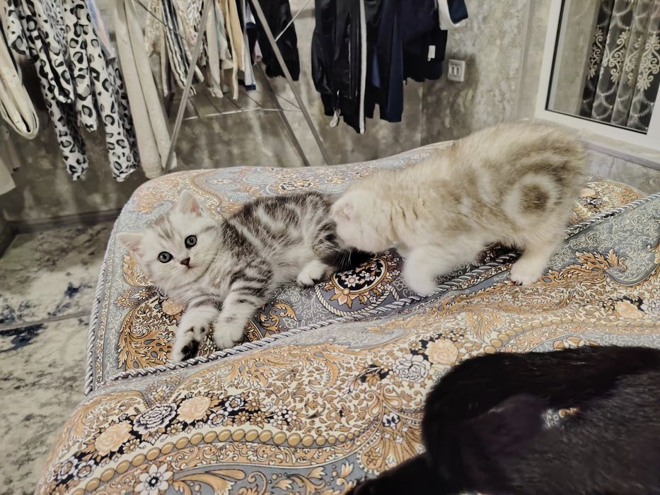 Скотиш Фолд и Страйт