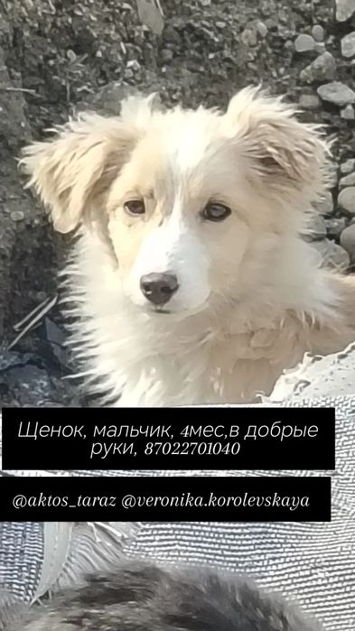 Мальчик, зовут Баська