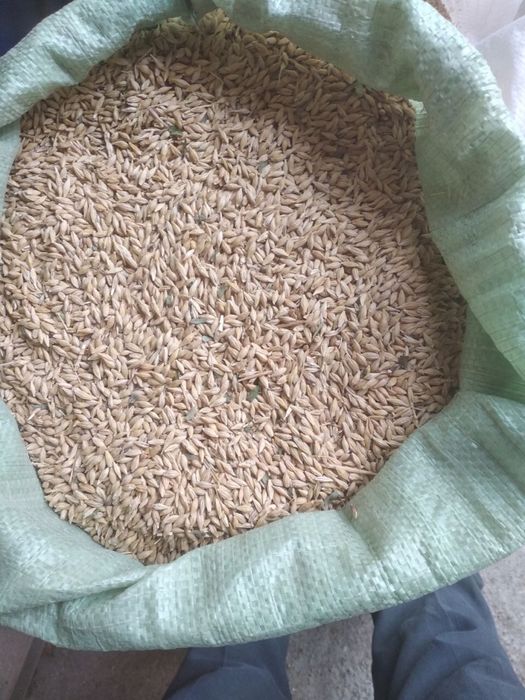 Makkajo’xori va arpa sotiladi