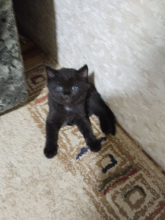 Котята домашние чистые без блох