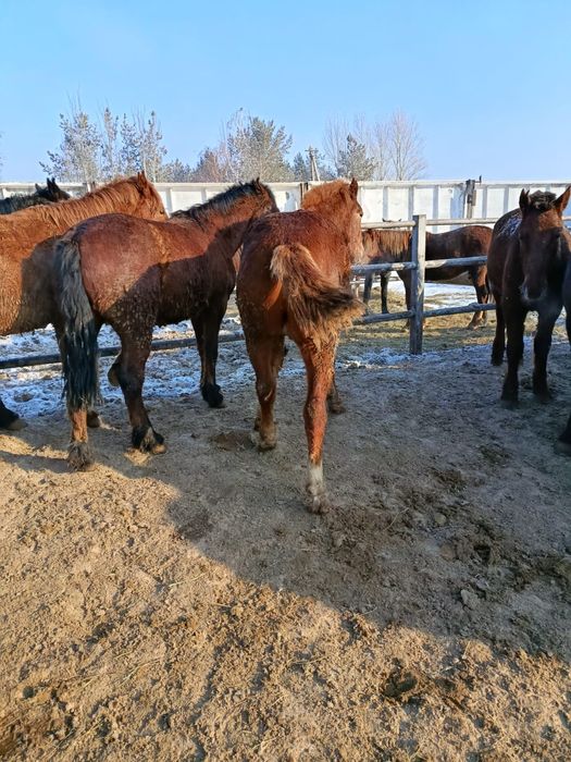 Продам лошадей  с откорма