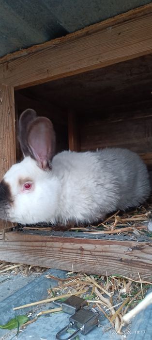 Чистапародная крол рабочий