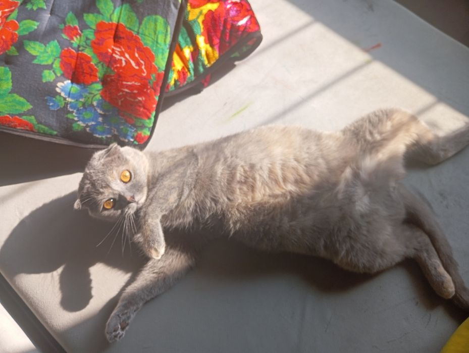 Кошка с породой Веслоухая