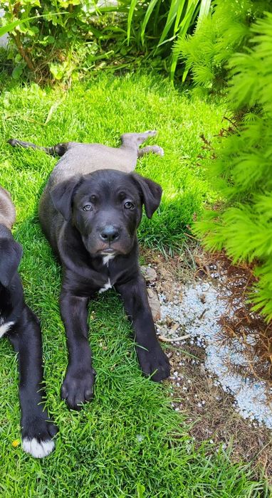 Продам щенка (девочка)