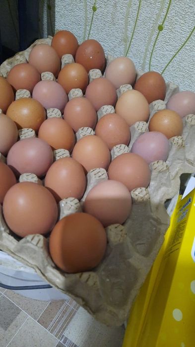 Жұмыртқа домашний