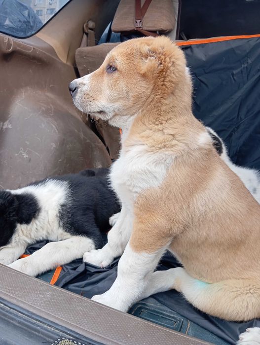 Щенки алабая (САО) девочки