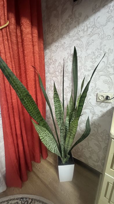 Цветы с горшками