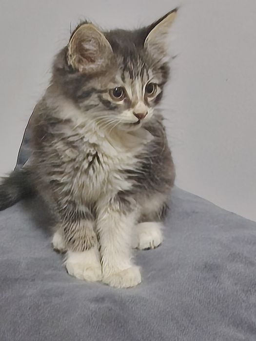 Котенок мальчик в добрые руки