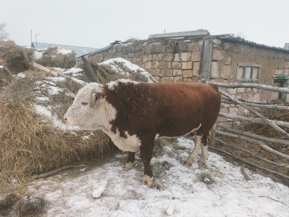продам бычков белоголовой породы