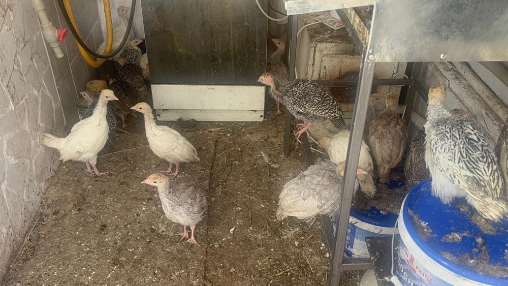 Үндік балапандары