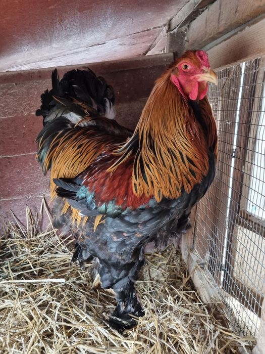 Vând cocoș din rasa de găini brahma potarnichiu
