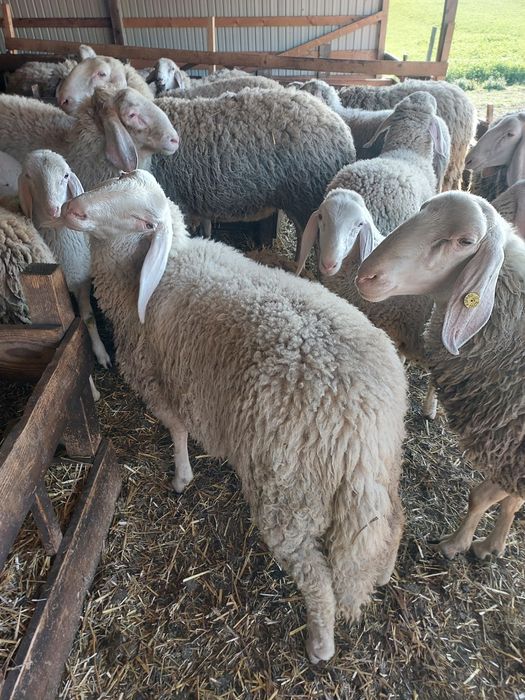 Vând berbec și berbecuți bergamasca