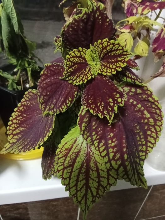 Продам кактусы и цветы