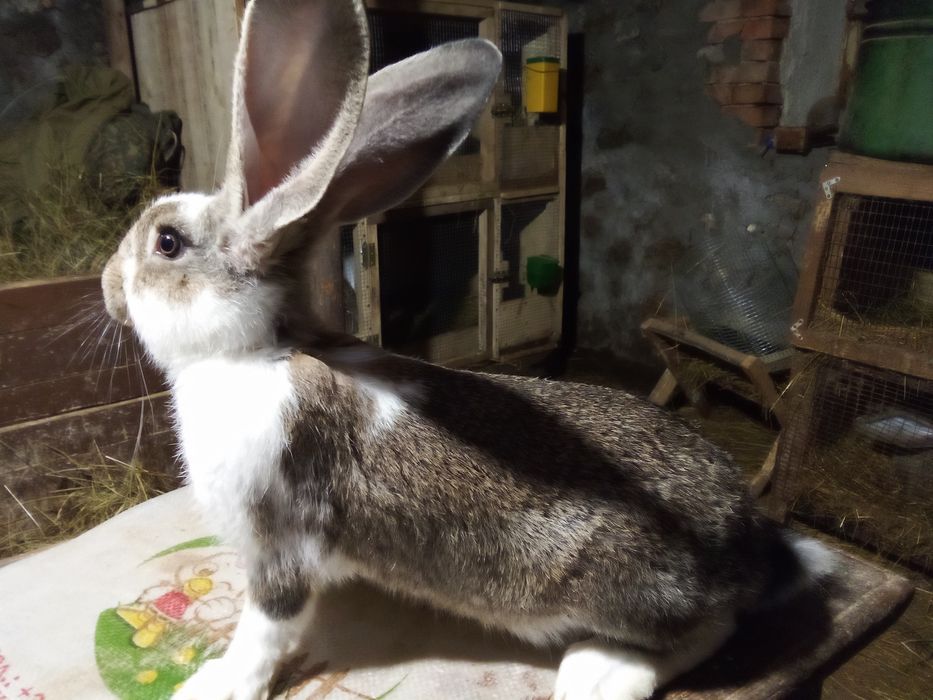 Продавам зайци Великани