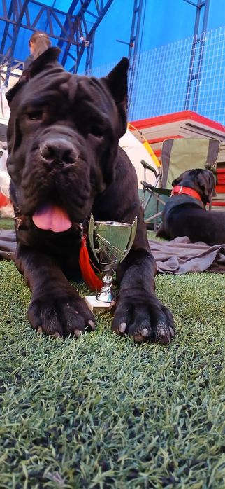 Кобели Кане-корсо на вязку