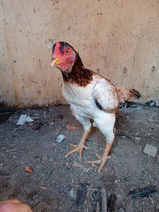 Продам дакан курицу