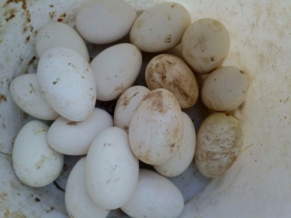 Продаются инкобуцоные яйца гусей