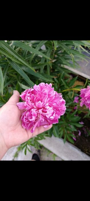Пион розовый, куст кжби