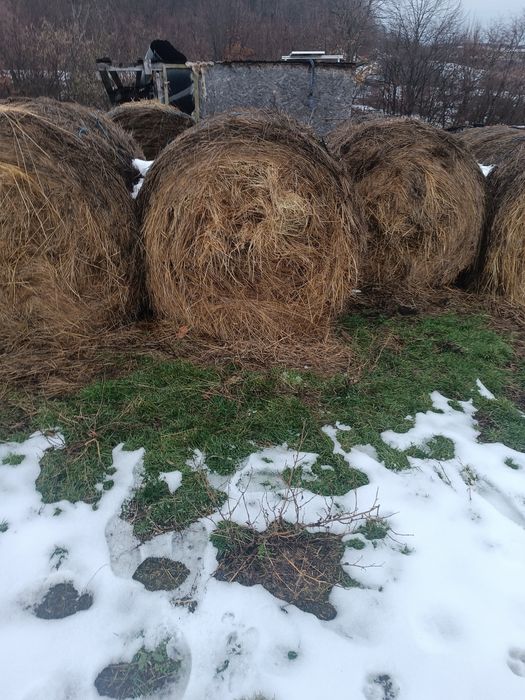 Baloți de vinzare 30 buc