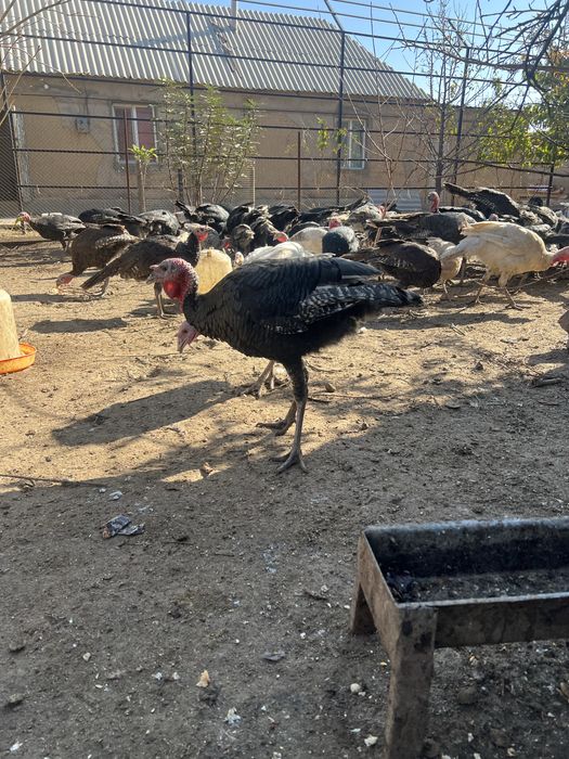 Юндюки самцы азиатские