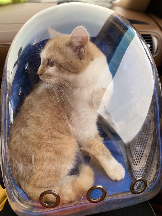 Пропал кот! Помогите найти кота!