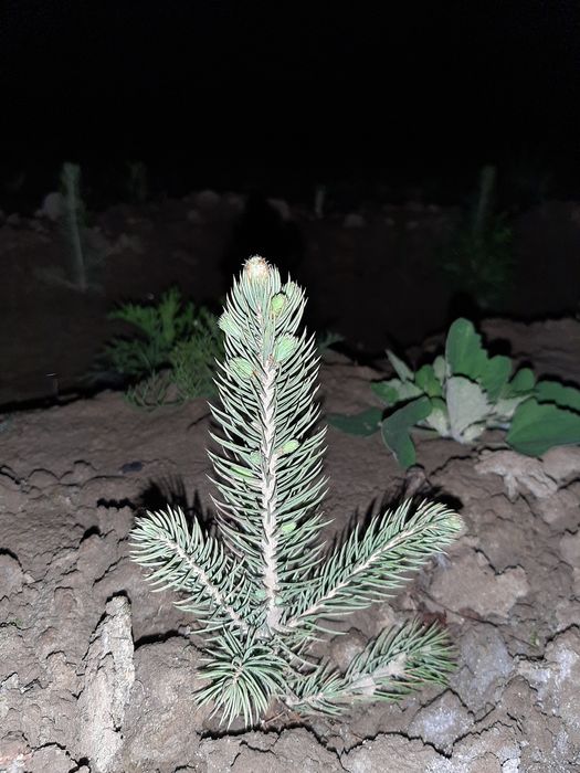 Гoлубая Ель сенсалари сотилади Селбериский нави Мовий оқ арча бўйи 10-