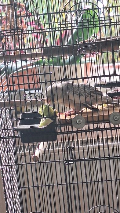 Papagal nimfa alb perlat