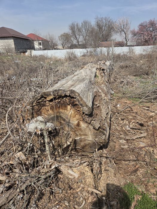 Отдам даром. Тополь , самораспил, самовывоз на дрова.