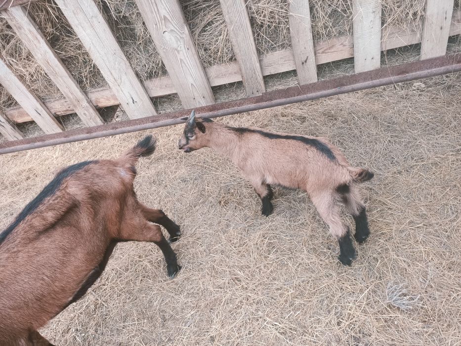 Ешкі сатылады, сутті ешкінің шыбыштары.