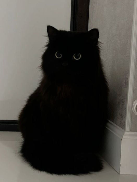 Срочно отдам кошку бесплатно